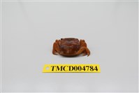 藏品(絨毛近方蟹)的圖片